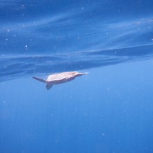 Морская черепаха